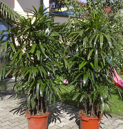 Rhapis Palm